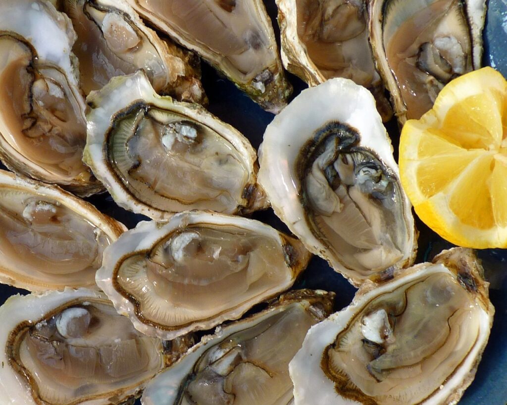 oysters, holidays, sea-1958668.jpg